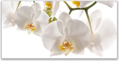 Produktbild von Glasbilder 120x60 Wandbild Druck auf Glas Blumen Pflanzen