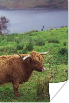 Produktbild von MuchoWow® Poster Schottische Highlander - Gras - Wasser - Tiere 80x120 cm - Papierdruck