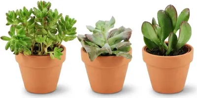 Obrázek produktu pro Mini mix sukulentu - 3 rostliny - terakotové kvetináce o prumeru 8,1cm - výška