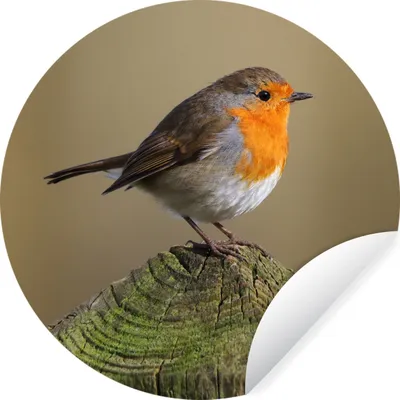Produktbild von MuchoWow® Runde Wandtattoo - Wandsticker Tapete Aufkleber Vogel - Rotkehlchen - Holz Ø 80 cm Selbstklebend und Repositionierbar - Wandaufkleber - Kreis - Mauerkreis - Wand Bilder - Wandsticker - Wohnzimmer Dekoration - Dekoration für die Wände - Aluminium - Babyzimmer