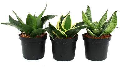 Obrázek produktu pro Sansevieria trifaciata hahnii - 3 rôzne rastliny v 9 cm kvetiná?i. Rastliny v 9 cm kvetiná?i - konope lu?ivé, jazyk svokrin