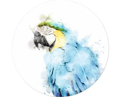 Produktbild von Glasbild Papagei aquarell Ø 50 cm