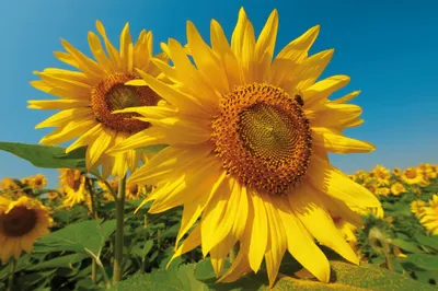 Produktbild von Blumen Kunstdruck Bild - Sonnenblumen-Feld (120 x 180 cm)