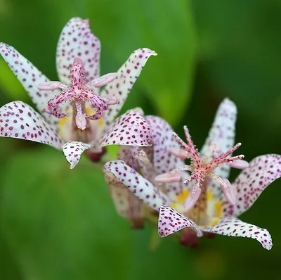 Obrázek produktu pro 6 x Ropušnice formosská - Tricyrtis formosana | 9cm x 9cm květináč