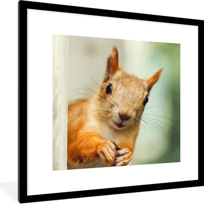 Produktbild von MuchoWow® Gerahmtes Poster Eichhörnchen - Lustig - Nuss - Kinder - Jungen - Mädchen - Kind 40x40 cm - Poster mit Schwarzem Bilderrahmen Wandposter Rahmen Foto Bilder - Poster - Plakat im Rahmen
