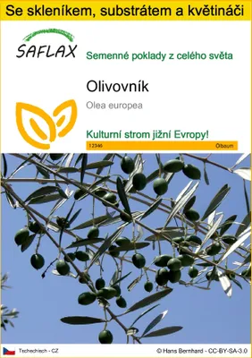 Obrázek produktu pro SAFLAX Kultivační sada - olivovník - Olea europea - 20 Semena - S mini skleníkem, pěstebním substrátem a 2 květináči