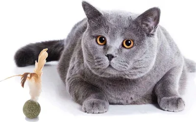Produktbild von Katzenminze - Katzenspielzeug - Haustierspielzeug - Katzen - Kräuterfeder - Kräuterball - Spielzeug für Katzen