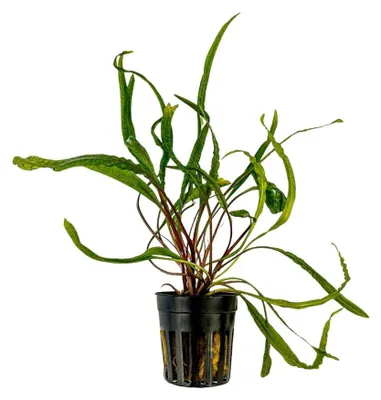 Produktbild von Aquarium Pflanze Cryptocoryne balansae Wasserpflanzen Aquascaping AquaOne Nr.309B
