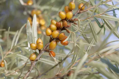 Produktbild von Hippophae rhamnoides 'Vitaminhochzeit', Sanddorn, 40–60 cm