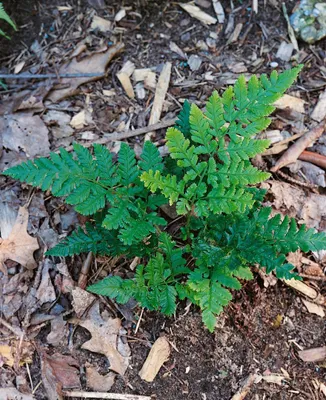 Produktbild von Dryopteris dilatata, Breitblatt-Farn, ca. 9x9 cm Topf