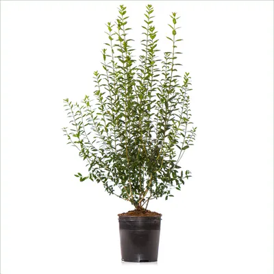 Produktbild von Dehner Gemeiner Liguster, Ligustrum atrovirens, für 6 Meter Hecke, ca. 150-175 cm, 12 x 15 l Topf, Heckenpflanze