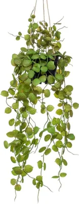 Produktbild von Emerald Künstlicher Ceropegia-Hängebusch im Topf 50 cm