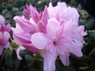 Produktbild von Rhododendron Hybride Dzanga Sangha - Grossblumige Alpenrose 30 - 40 cm