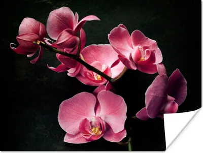 Produktbild von MuchoWow® Poster Pflanzen - Orchidee - Blumen - Rosa 120x90 cm - Wandbild