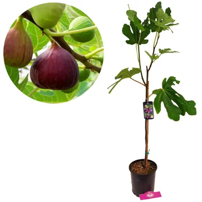 Immagine prodotto di Ficus carica 'Brown Turkey' – Fico in vaso da 2 litri, altezza circa 75 cm