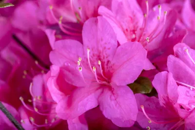 Produktbild von Rhododendron obt. 'Diamant Purpur', purpurrot, 20–25 cm