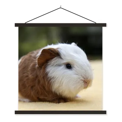 Produktbild von MuchoWow® Textilposter Junges Meerschweinchen 40x40 cm mit schwarzem Rahmen - Fotos