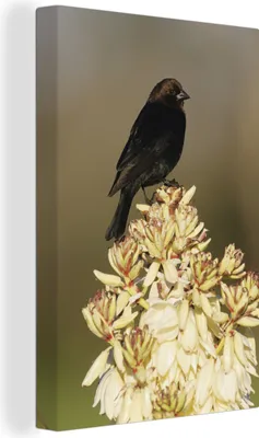 Produktbild von OneMillionCanvasses® - Leinwandbilder - 90x140 cm, Braunkopfkuhstärling, Wandbilder Kunstdruck Wanddekoration - Foto auf Leinwand - Gemälde auf Holzrahmen  - Wandschmucke - Schlafzimmer