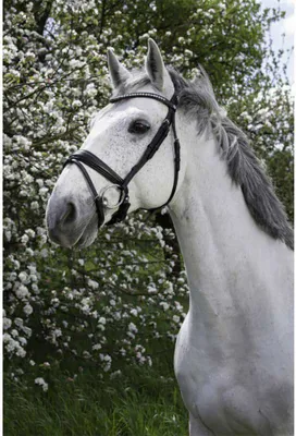 Immagine prodotto di Ekkia Norton Pro briglia snaffle nera con strass, misura cavallo: Cob