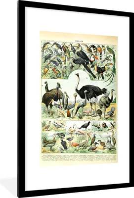 Produktbild von MuchoWow® Gerahmtes Poster Tiere - Vögel - Design 60x90 cm - Poster mit Schwarzem Bilderrahmen Wandposter Rahmen Foto Bilder - Dekoration - Wandposter Wohnzimmer - Hochwertig