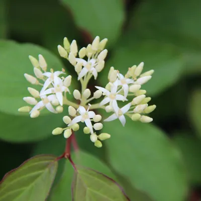 Obrázek produktu pro 2 x Hartriegel - Cornus sanguinea 'Winter Beauty' | 40-60 cm v kontejneru