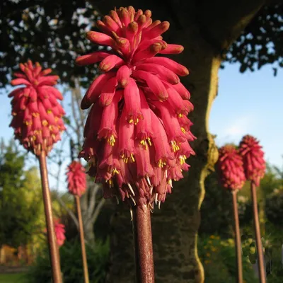 Produktbild von Waldlilie (Veltheimia bracteata) - 10 Samen