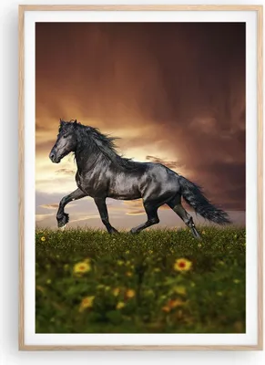 Produktbild von Gerahmtes Poster - Rahmen in heller Eiche - Pferd Tier Wiese - 70x100 cm - Wand Bild - Wanddeko - Wandbilder - Wandposter - Bilderrahmen - Bilder - Kunstdruck - Wandbild - P2NPA70x100-2608