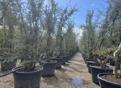 Produktbild von Quercus Suber Multistamm 250 cm Korkeiche – winterhart bis -18°C immergrün