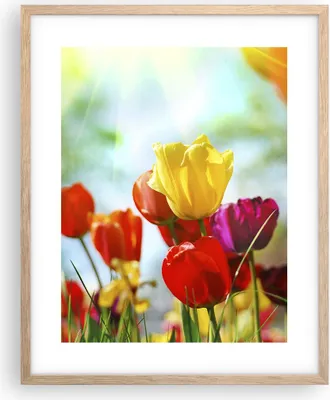 Produktbild von Gerahmtes Poster - Rahmen in heller Eiche - Tulpe Blume Plantage Wiese - 40x50 cm - Wand Bild - Wanddeko - Wandbilder - Wandposter - Bilderrahmen - Bilder - Kunstdruck - Wandbild - P2NPA40x50-2566