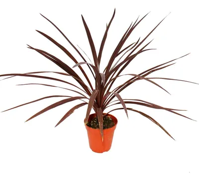 Image de Cordyline australis « Red Star » - Pot de 12 cm - Hauteur : environ 50 cm