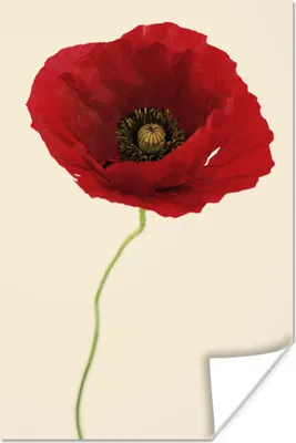 Produktbild von MuchoWow® Poster Nahaufnahme einer roten Mohnblume 20x30 cm - Papierdruck