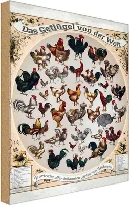 Produktbild von vianmo Holzschild 30x20 cm Geflügelart das Geflügel von der Welt Dekoration