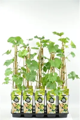 Produktbild von Weintraube „Phönix“ 50-70 cm – robuste, pilzresistente Tafeltraube, Vitis Phönix Rebe für Garten & Terrasse