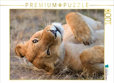 Zdjęcie produktu dla CALVENDO Puzzle Albern | 1000 elementów. Rozmiar układanki: 64 x 48 cm. Puzzle z motywem fotograficznym, idealne na chwile relaksu