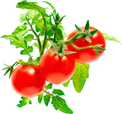 Produktbild von Click and Grow mini paradajky, kapsule so semenami a substrátom 3ks