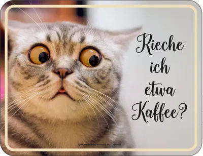 Image de Chat - Panneaux Fun - Je sens le café ?
