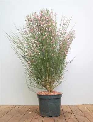 Produktbild von Cytisus scoparius 'Moyclare Pink', Besenginster, rosa Blüten, 60–80 cm