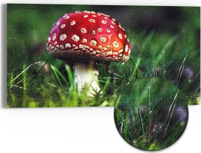 Produktbild von DEQORI Hybrid Leinwand Bild 60x30 cm 'Roter Waldjuwel' Wandbild Glas flach modern