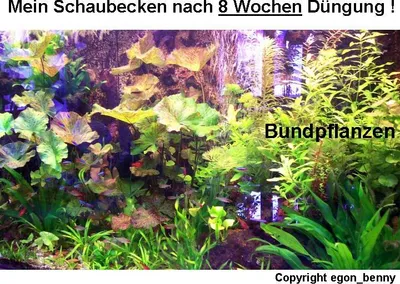 Produktbild von Hintergrundmix, 3 Töpfe Aquarienpflanzen, 3 Sorten