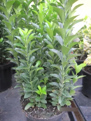 Produktbild von Euonymus japonicus Pulchellus - Japanspindel Pulchellus - 20-25cm