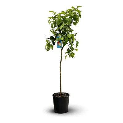 Image de Pamplemoussier- pomelos - citrus × paradisi - agrume méditerranéen - arbre fruitier - ↕ 120-130 cm - ⌀ 24 cm