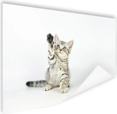 Produktbild von MuchoWow® Poster Kätzchen - Pfote - Weiß - Mädchen - Kinder - Jungen - Kind 120x80 cm - Bilder