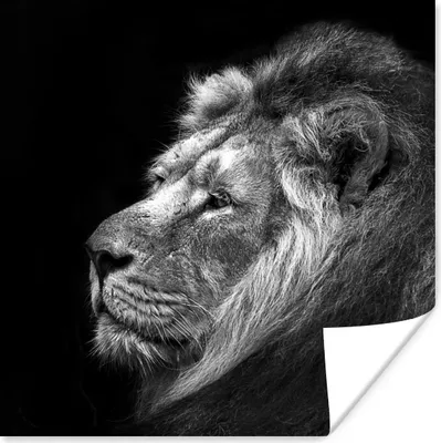 Produktbild von MuchoWow® Poster Löwe vor schwarzem Hintergrund in Schwarz und Weiß 100x100 cm - Babyzimmer