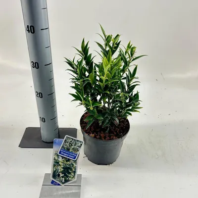 Obrázek produktu pro Sarcococca ruscifolia 'Dragon Gate' – bobule masitá | 30–35 cm v květináči