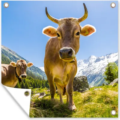 Produktbild von MuchoWow® 50x50 cm Outdoor-Poster Gartendeko Sichtschutz Garten Poster für den Garten  Kühe - Sonne - Österreich
