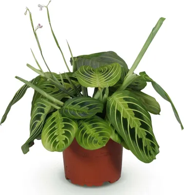 Productafbeelding van Maranta Fascinator Lemon Lime Gebetspflanze Haustierfreundliche kamerplant