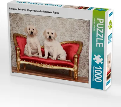 Produktbild von CALVENDO Puzzle Labrador Retriever Welpe / Labrador Retriever Puppy | 1000 Teile Lege-Größe 64x48cm Foto-Puzzle für glückliche Stunden