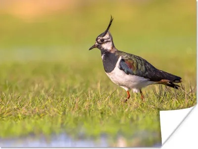 Produktbild von MuchoWow® Poster Vogel - Gras - Natur - Tiere - Kiebitz 120x90 cm - Wandbild