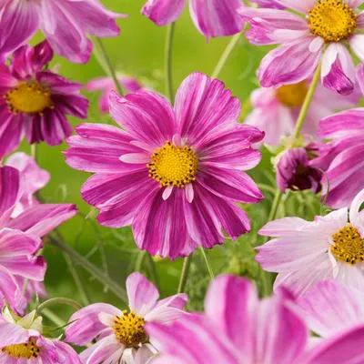 Image de Cosmos Flamingo Cosmos Rose clair 1 plant