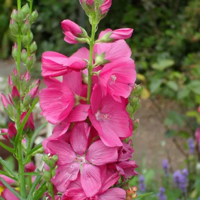 Produktbild von 6 x Schmuckmalve  - Sidalcea 'Rosy Gem'  | Topf 9cm x 9cm